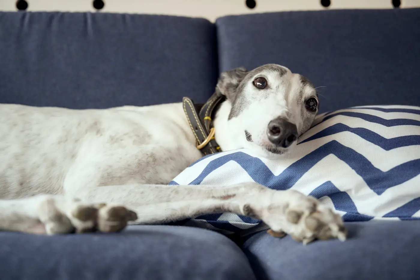 greyhound laying on sofa
