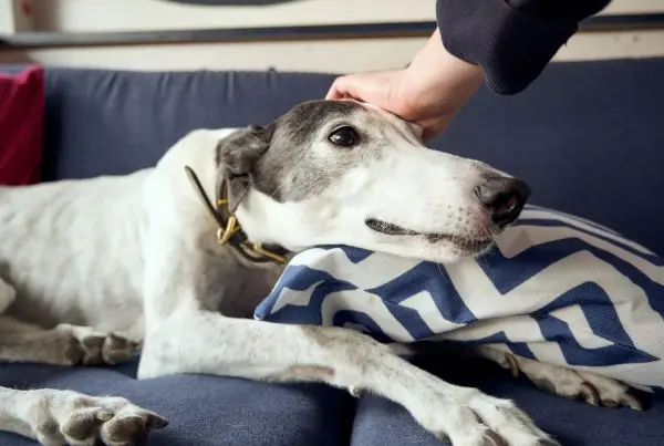 greyhound on sofa being petted