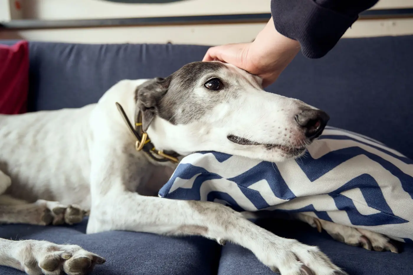 greyhound on sofa being petted