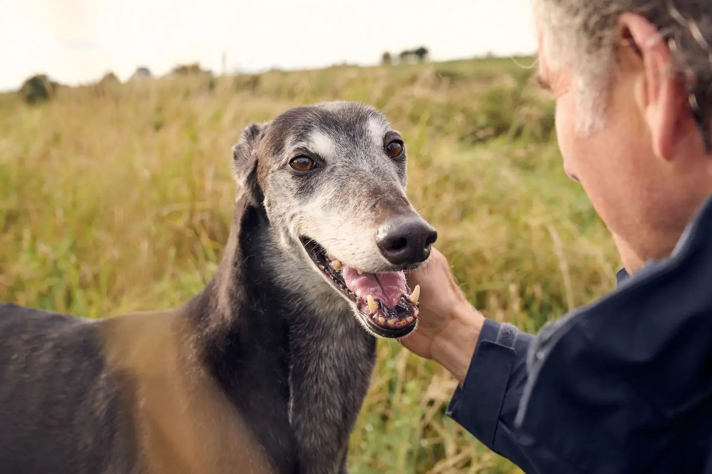 greyhound on nature reserve smiling