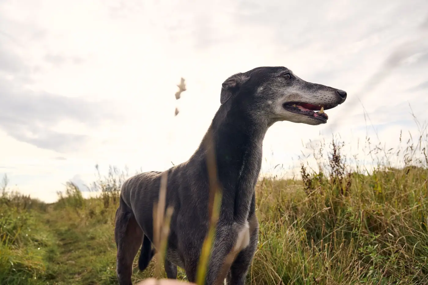 greyhound standing on nature reserve