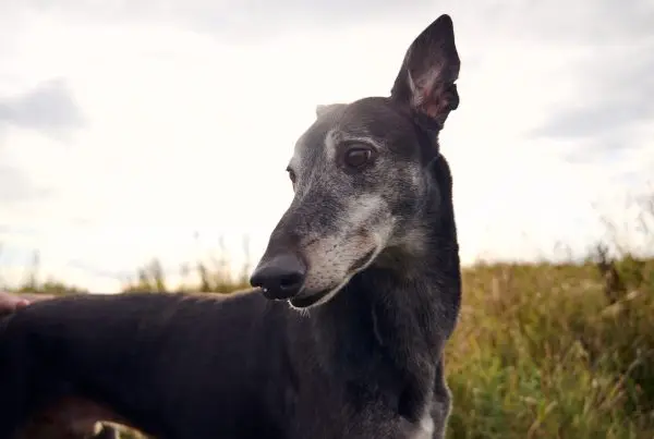 black greyhound on nature reserve with ear sticking up
