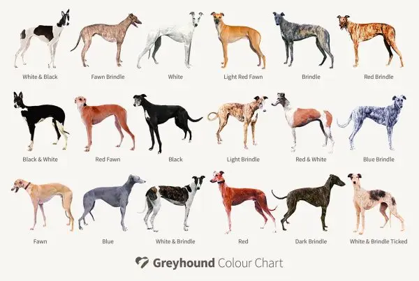 What are you looking at? A guide to common sighthound breeds in the UK