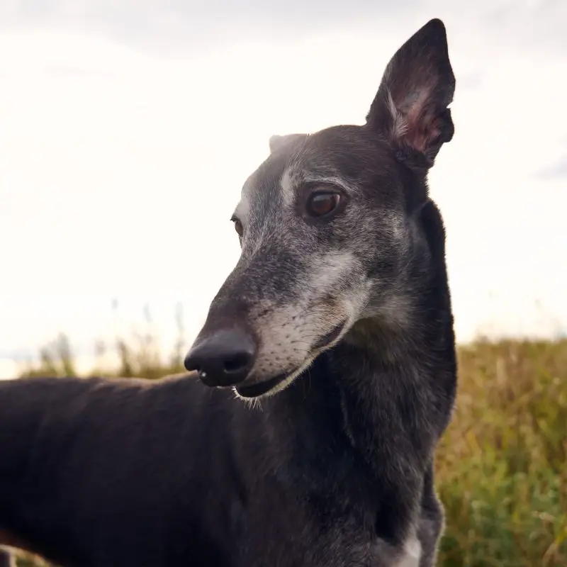 black greyhound on nature reserve with ear sticking up
