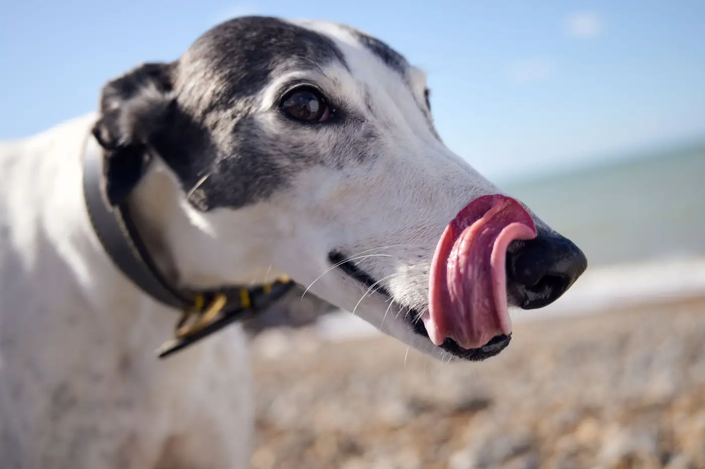 greyhound on beach with sun