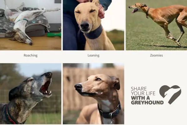 Greyhound quirks – what makes them so unique?