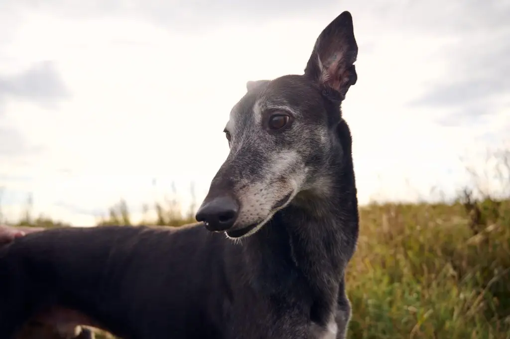 black greyhound on nature reserve with ear sticking up